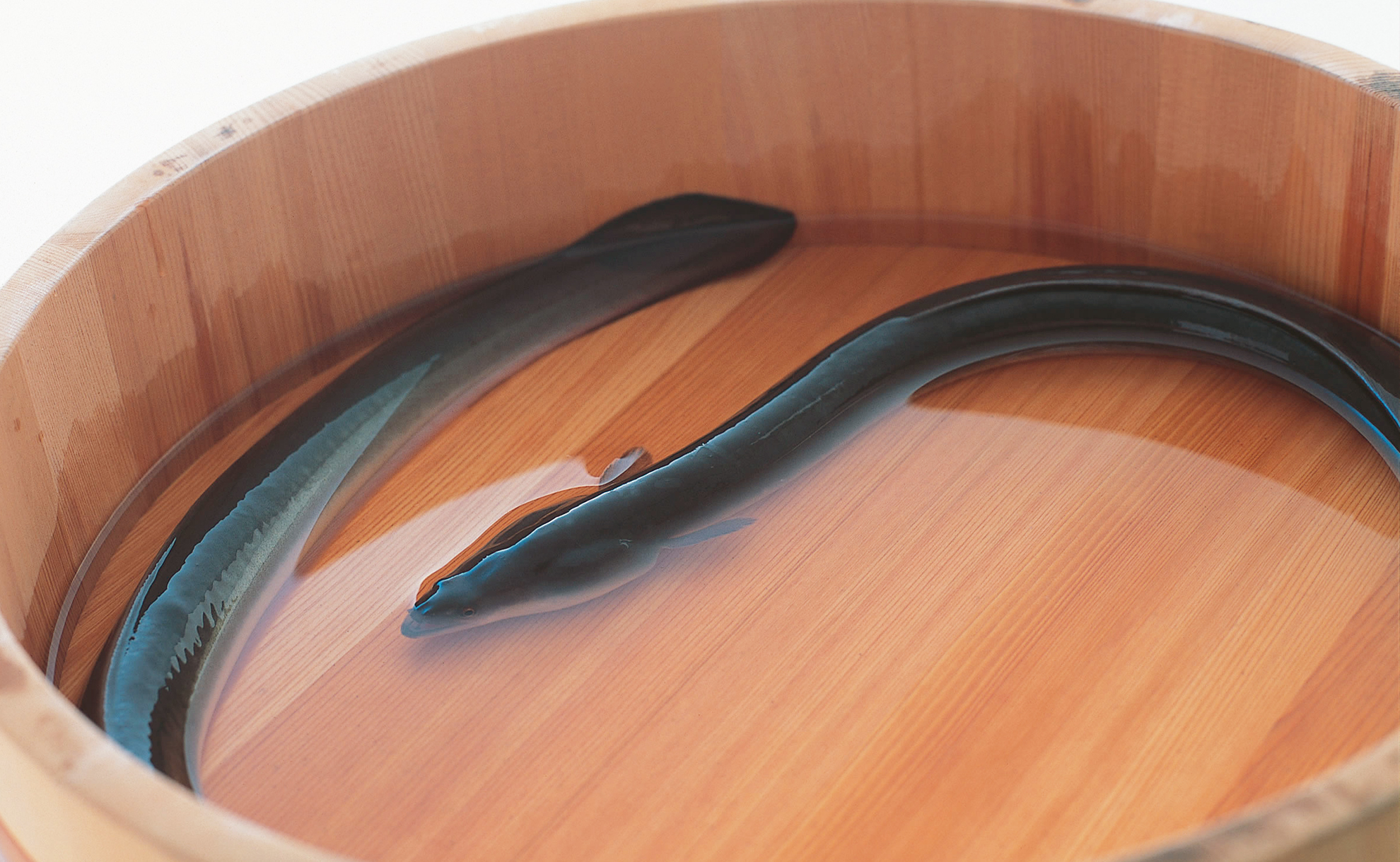 Unagi processing